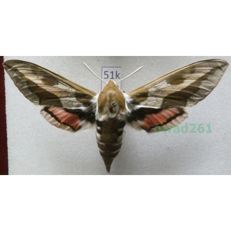 Hyles euphorbiae (Linnaeus, 1758) Czech 69mm51k